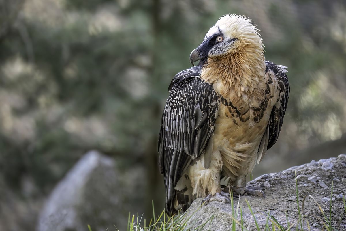 Alpenzoo Innsbruck