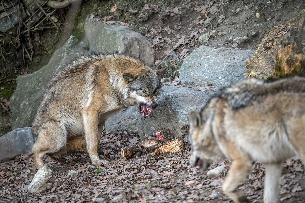 Wolf im Alpenzoo