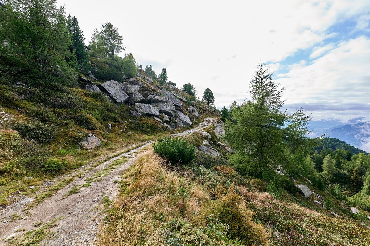 Zirbenweg am Patscherkofel
